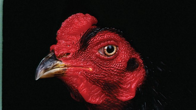 Parting Shot: Stephen Green-Armytage's Poultry Portraits | October 2021