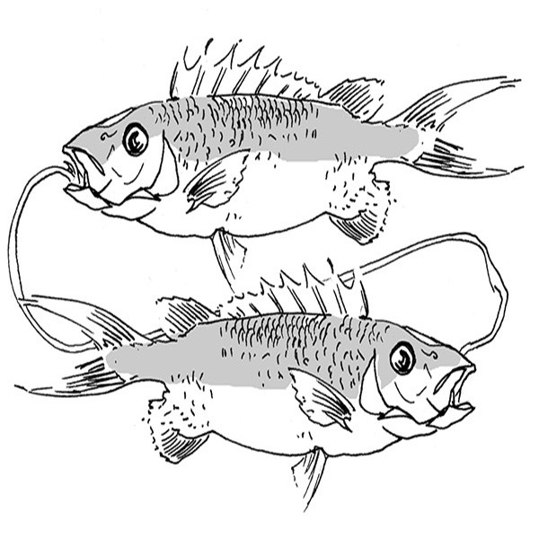 Pisces for February 2015