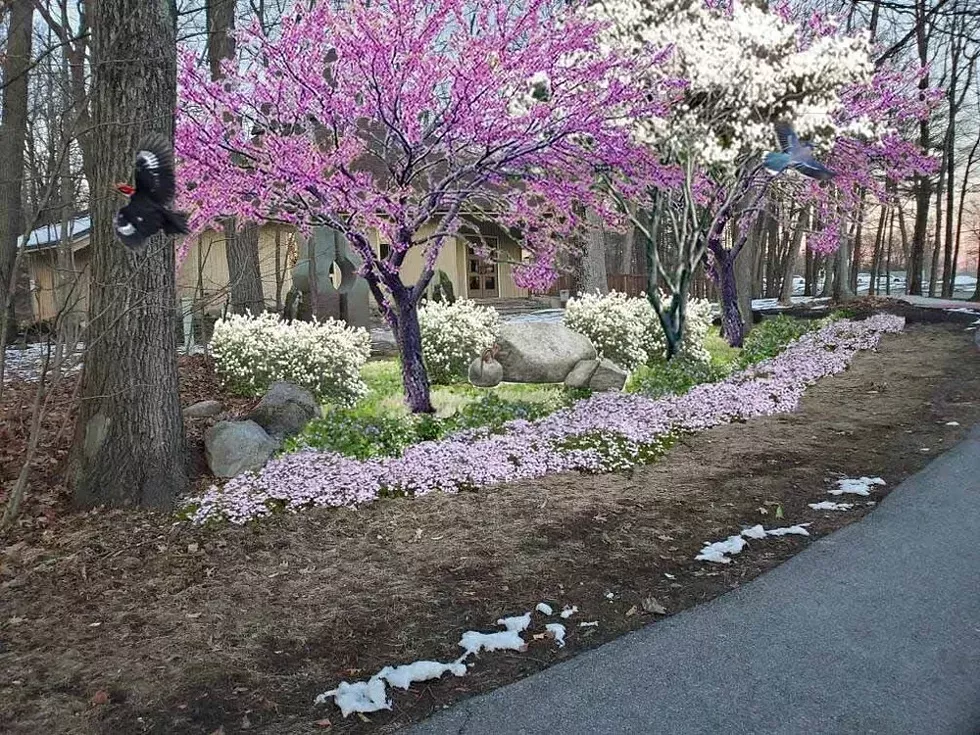 Native Plant Garden