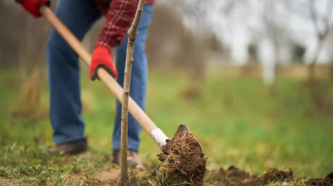 Image: Planting a Tree the Right Way with Brad Roeller