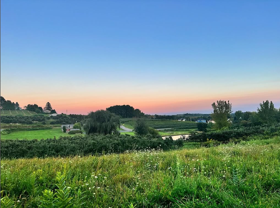 Nostrano Vineyards