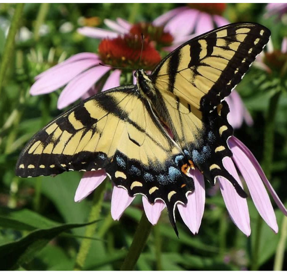 Pollinators