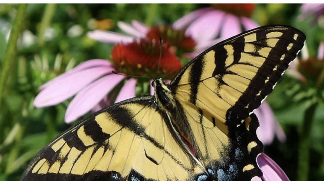 Image: Pollinator Party