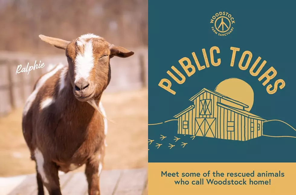 public-tour-header-ralphie-2023.webp
