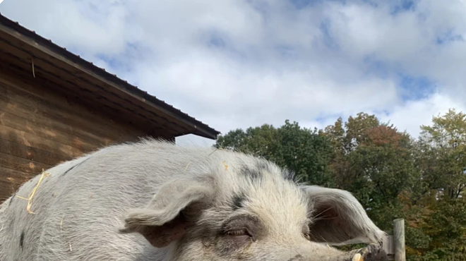 Image: Pumpkins & Pigs