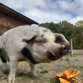 Image: Pumpkins & Pigs