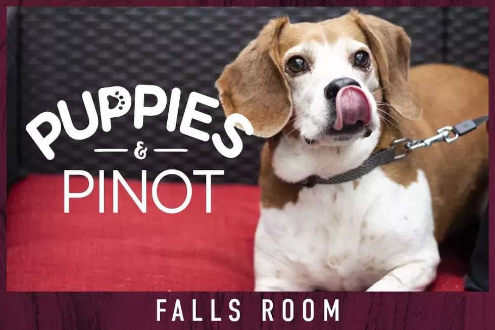 puppies-and-pinot-new-york-city-01-14-23-tp.webp