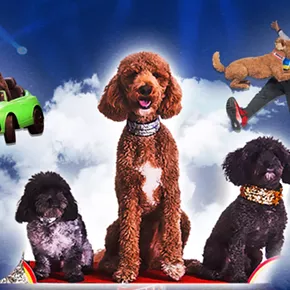 Image: Puppy Pals Live - The Action - Packed Comedic Stunt Dog Show
