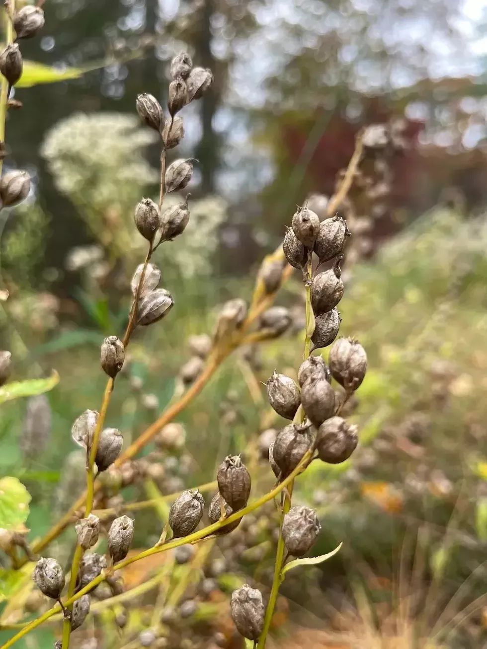 Fall seed pods