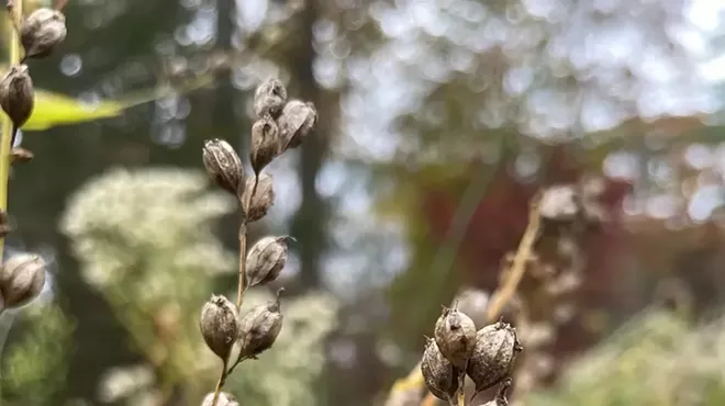 Image: Re-Thinking Your Fall Garden Clean-Up
