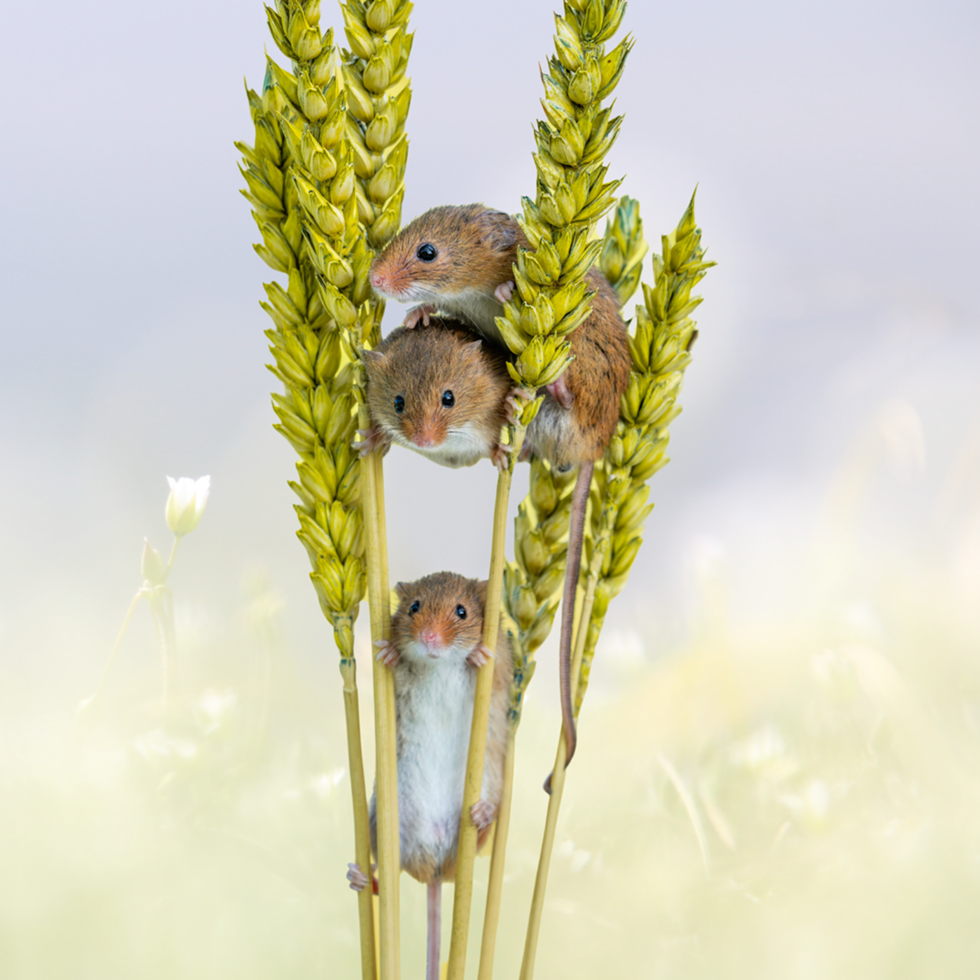 Secret Life of the White-Footed Mouse