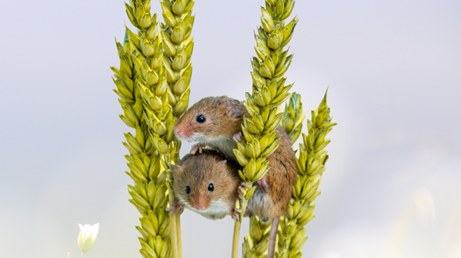 Image: Secret Life of the White-Footed Mouse