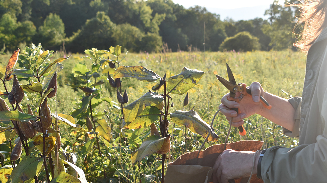 Image: Seed collection hike