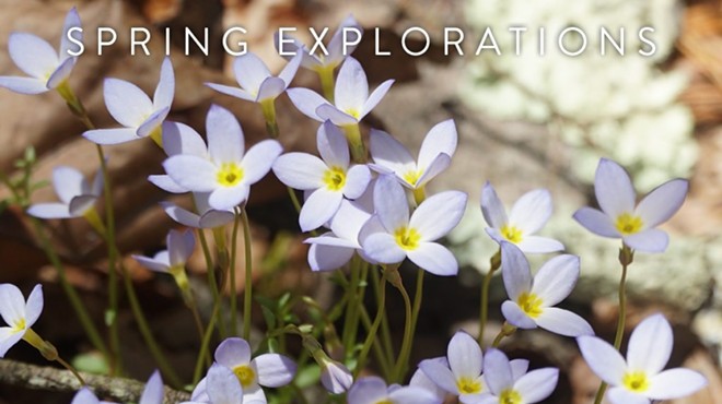 Spring Explorations - Birds and Blooms