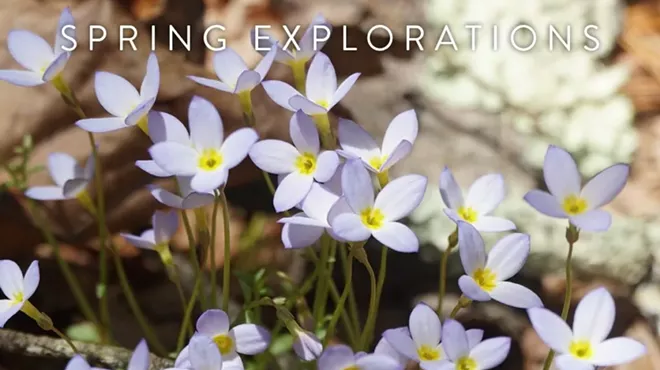 Image: Spring Explorations - Birds and Blooms