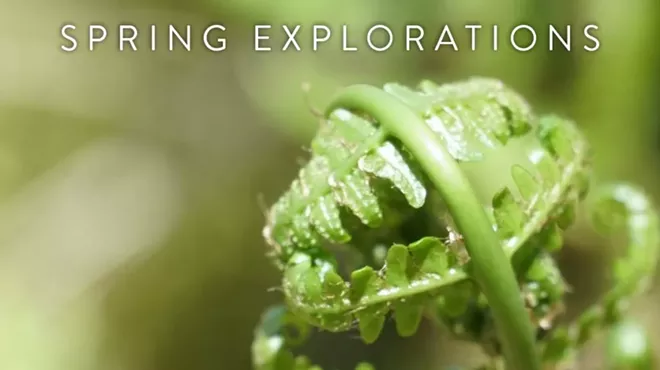 Image: Spring Explorations - Early Signs of Spring