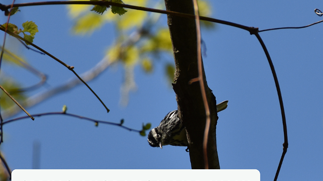 Image: Spring migration bird walk
