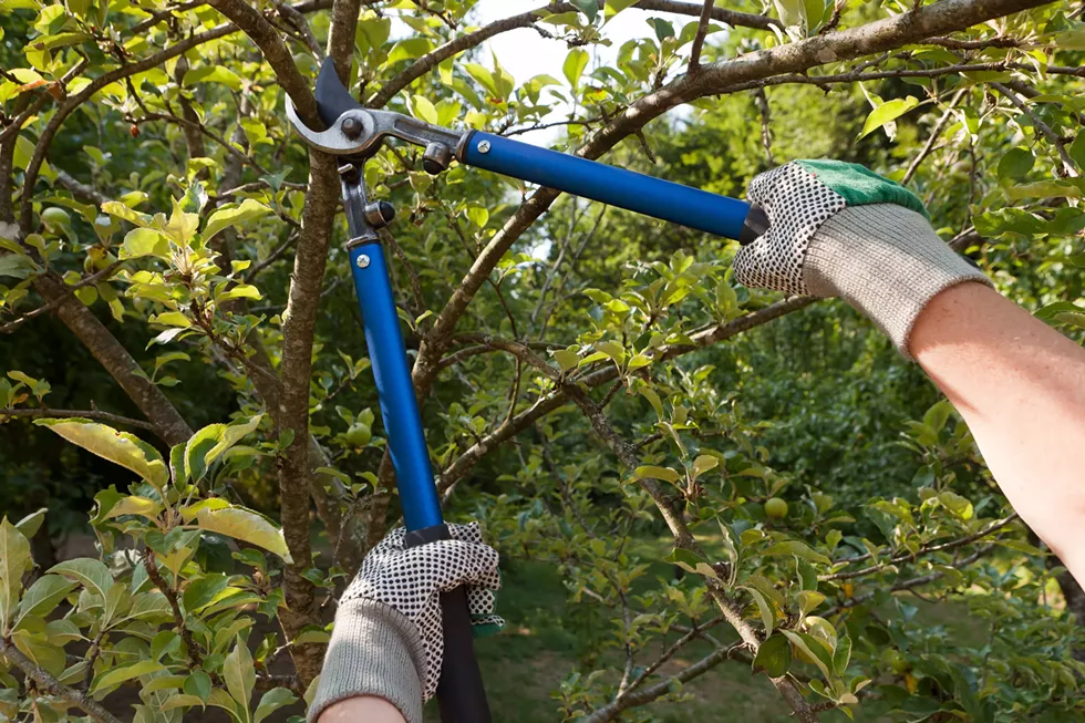 Pruning Basics at Innisfree