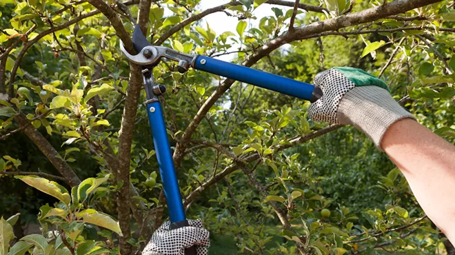 Image: Spring Pruning Basics with Brad Roeller
