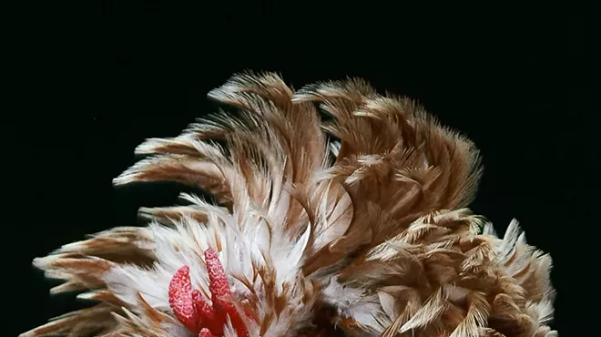 Image: Stephen Green-Armytage: Extraordinary Birds