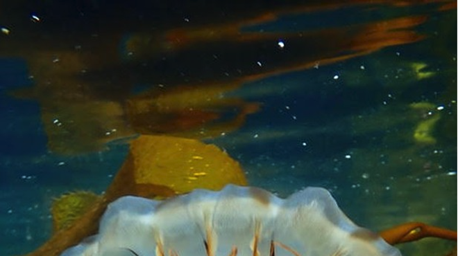 Image: "Sub-Merged": Underwater Photography by Barbara Leon