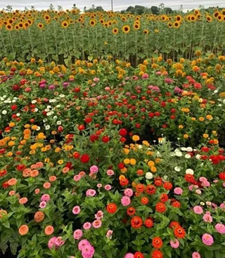 Image: SUNFLOWER FESTIVAL - Sunday, August 27th