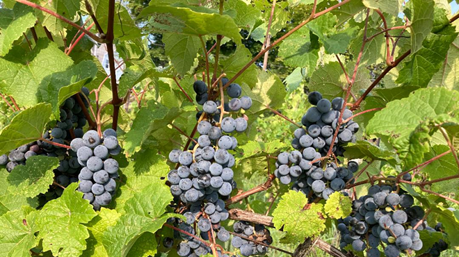 Image: Tasting Heritage Grapes with J. Stephen Casscles