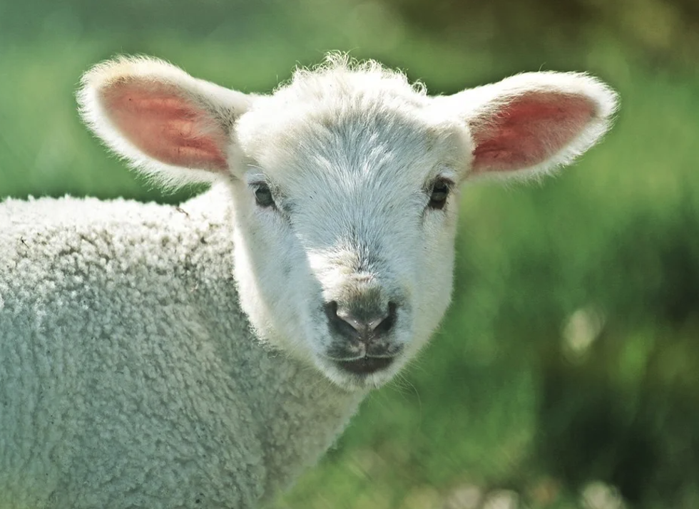sheep.png
