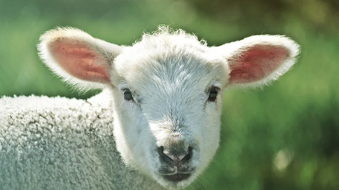 Image: The Chancellor&rsquo;s Sheep and Wool Showcase