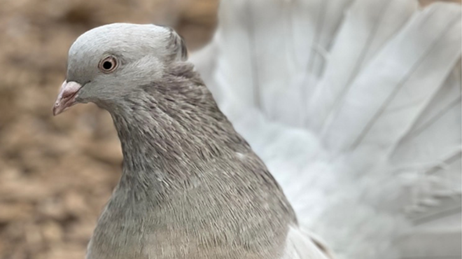 The fascinating world of pigeons