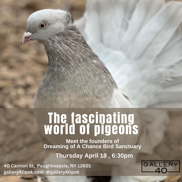 The fascinating world of pigeons