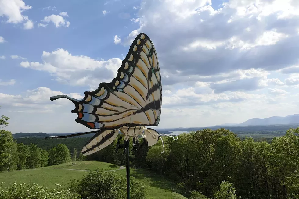 The Great Pollinator Ramble at Olana