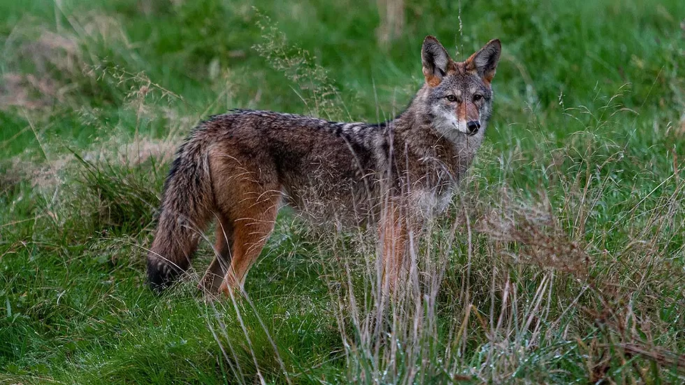 coyote-web.webp
