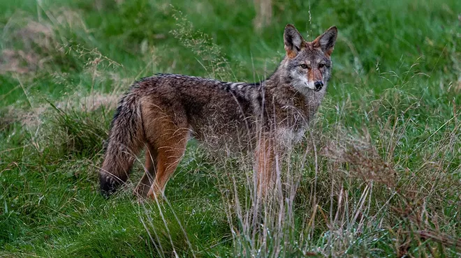 Image: The Life of an Eastern Coyote