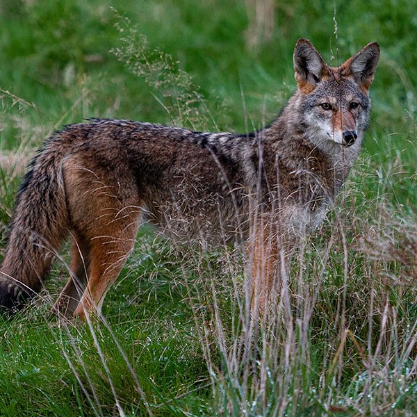 The Life of an Eastern Coyote