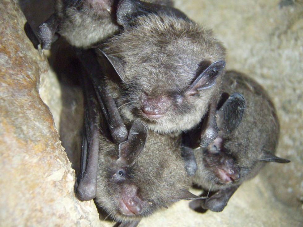 An increasingly rare sight in the Northeastern US: Healthy Indiana bats.