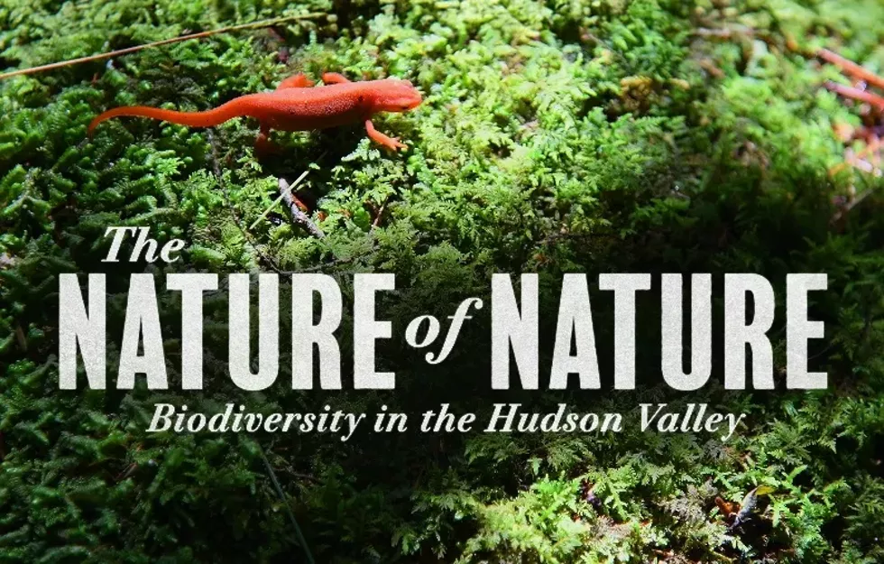 Title frame of The Nature of Nature film, with a red eft walking across green moss.