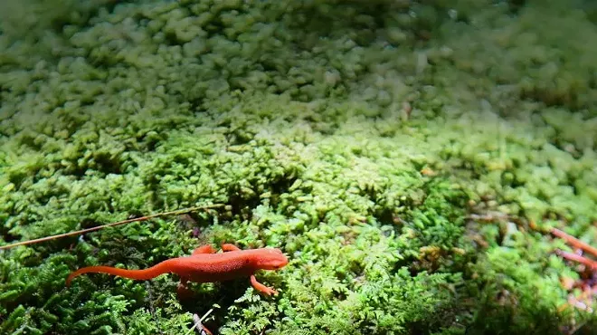 Image: The Nature of Nature