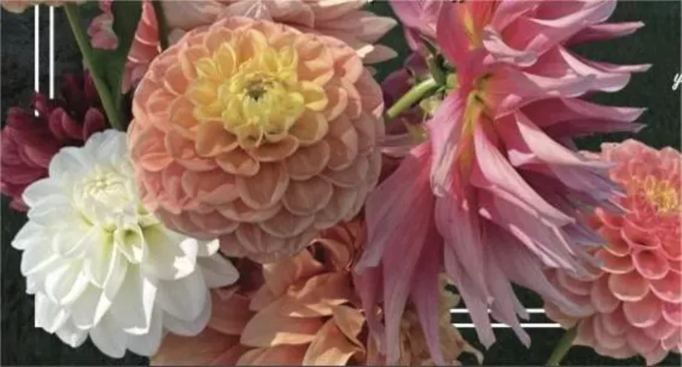 Arrangement of pink, yellow and white dahlia flowers.