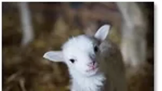 Image: The Sheep and Wool Showcase