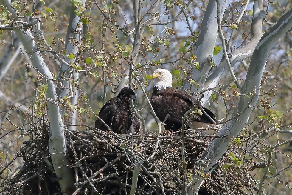 An adult eagle with an immature eagle.