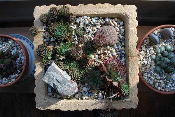 The succulents known as “hens and chicks”.