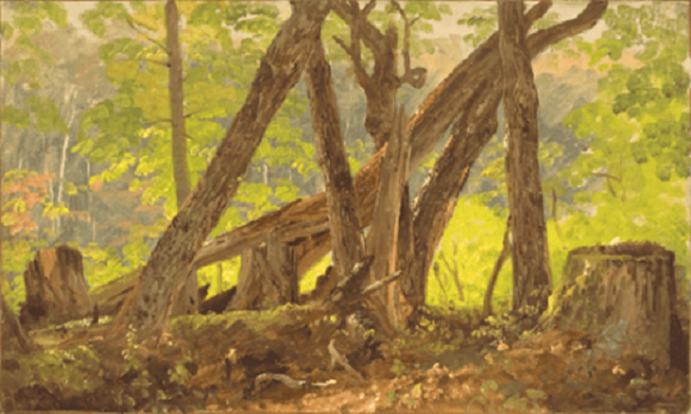 Wood Interior at Mount Turner