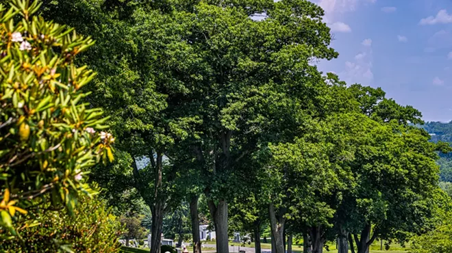Image: Tree Care 101: Tree Root Systems & Air Spade Demonstration