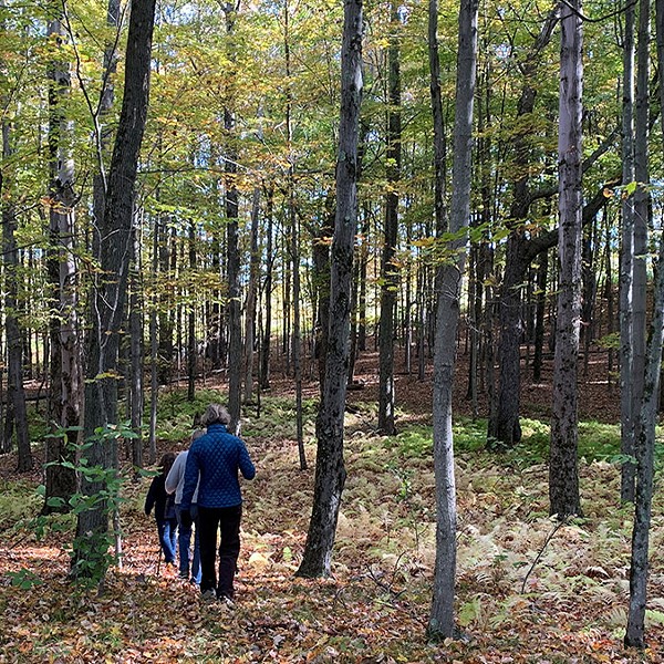 Tree Walk