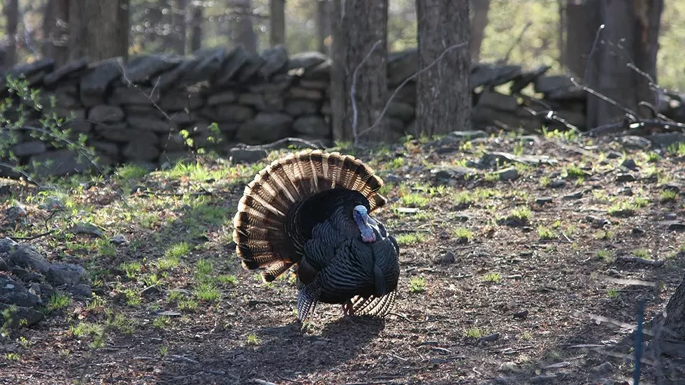 turkey---david-soete.webp