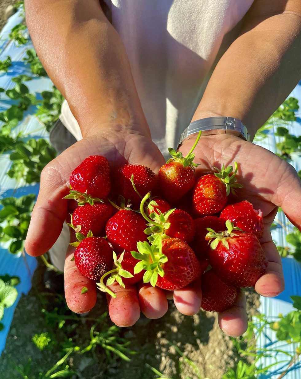 tso-strawberries.jpg