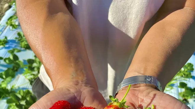 Image: U-PICK Strawberries at Twin Star