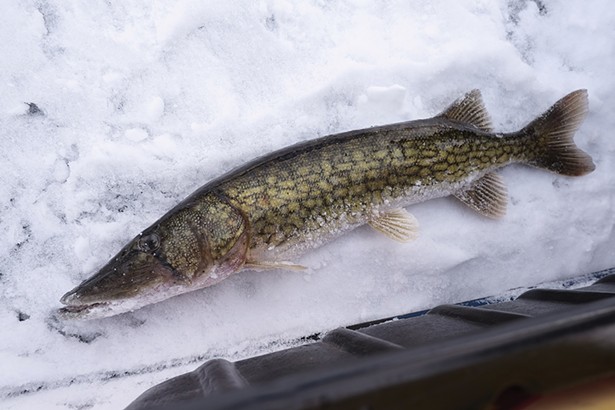 (N)ice Catch: A Portrait of Ice Fishing in the Hudson Valley