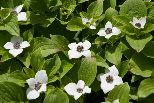5 Native Plants You Should Add to Your Garden This Spring